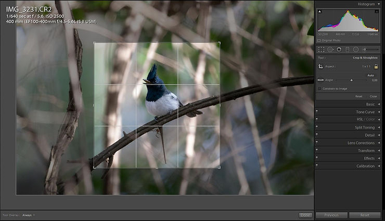 editando-fotos-de-pássaros-no-lightroom-segundo-passo