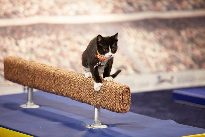 athletic feline balancing