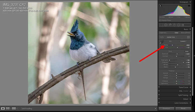 editando-fotos-de-pássaros-no-lightroom-sexto-passo