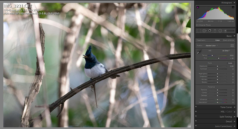 editando-fotos-de-pássaros-no-lightroom-primeiro-passo