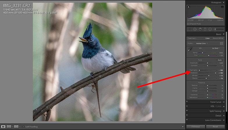 editando-fotos-de-pássaros-no-lightroom-quarto-passo