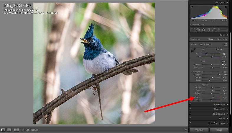 editando-fotos-de-pássaros-no-lightroom-setimo-passo