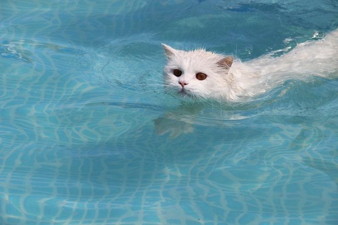 cat in goggles and swim