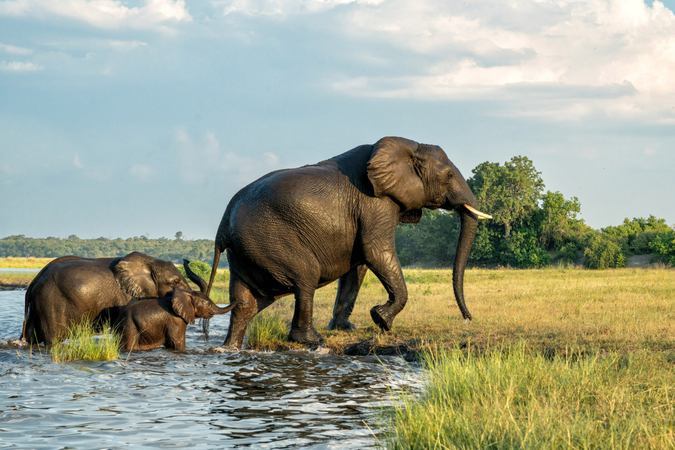 baby elephant