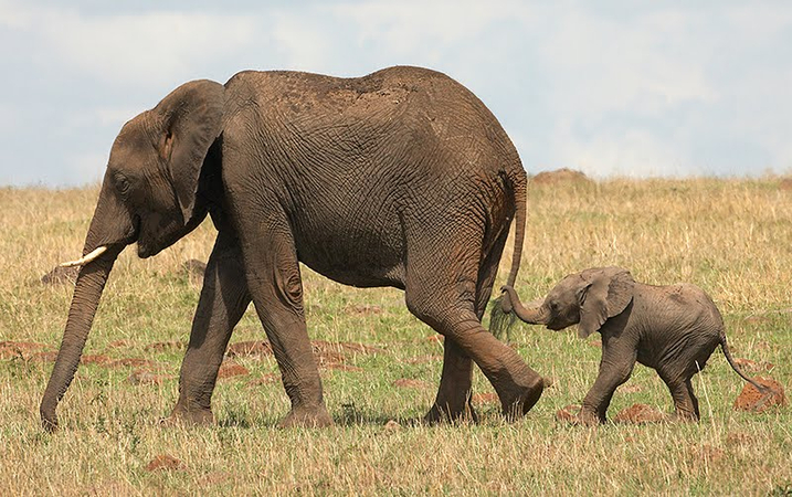 baby elephants