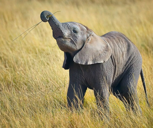 baby elephants