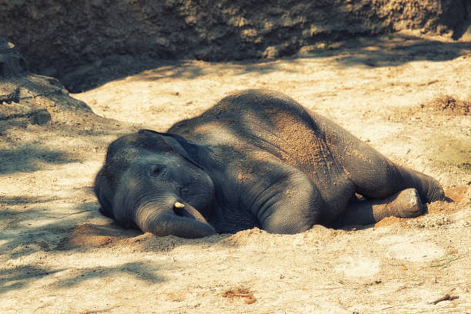 baby elephants