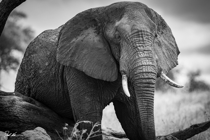 baby elephants