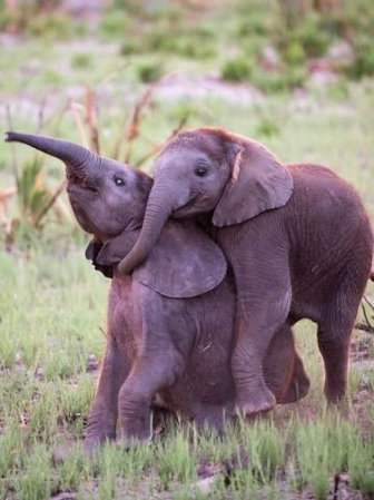 cute baby elephant