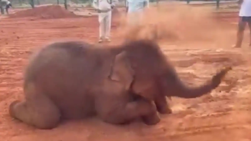 elephant baby