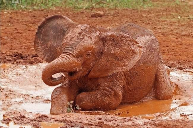 elephant baby