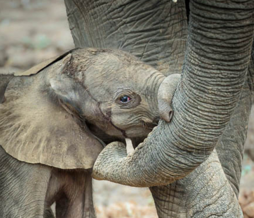 elephant baby