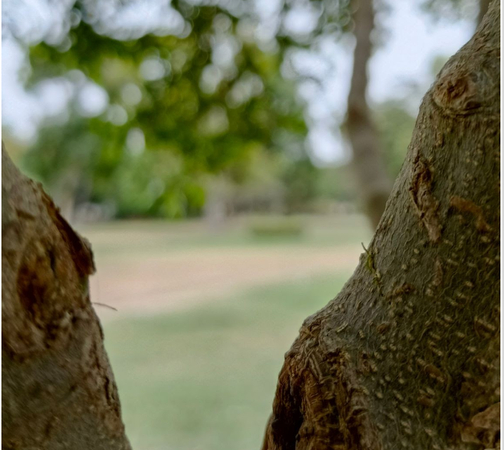Natural framing created by overhanging tree branches surrounding a landscape view