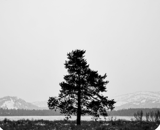 Lone tree standing in a vast snowy field demonstrating negative space in landscape photo composition
