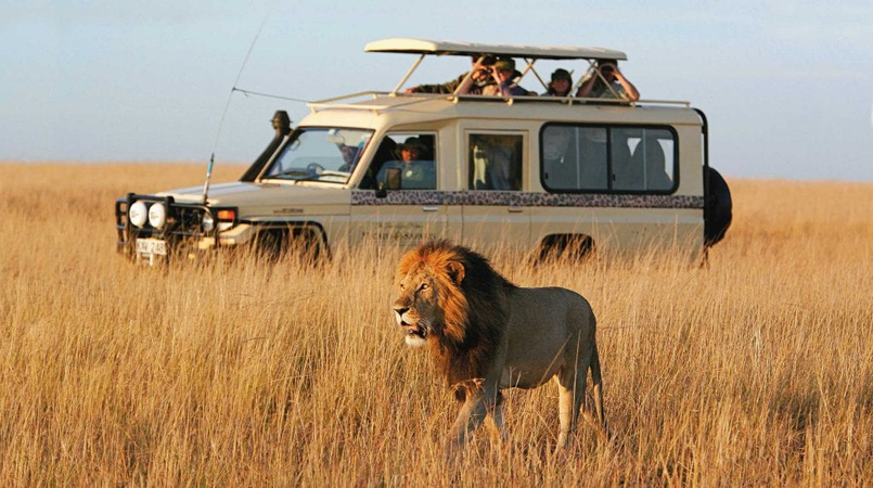 safari & wildlife conservation camps