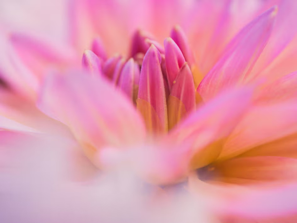 spring photo ideas for family