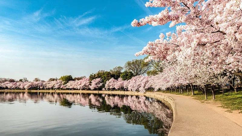 cherry blossoms around the tidal basin in washington d.c. during march