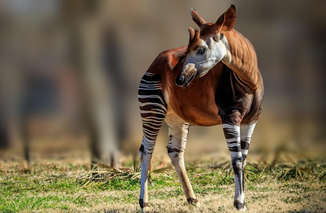 okapi photo