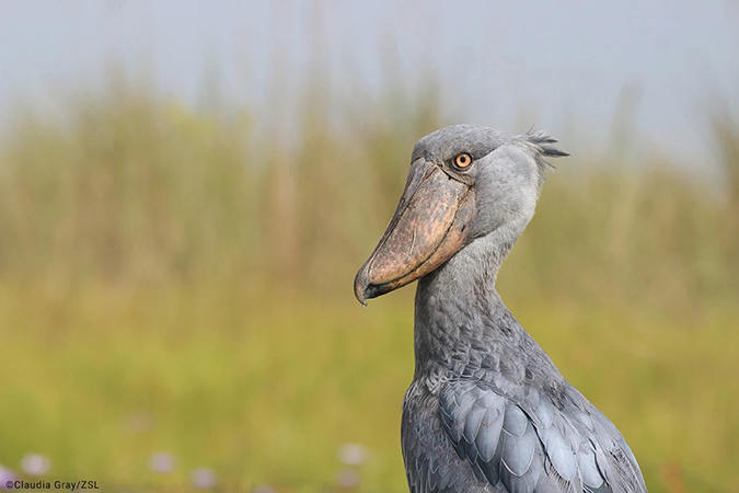 shoebill photo