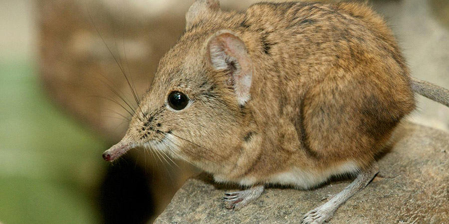 elephant shrew photo