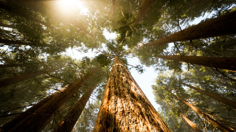 enchanted forest photography