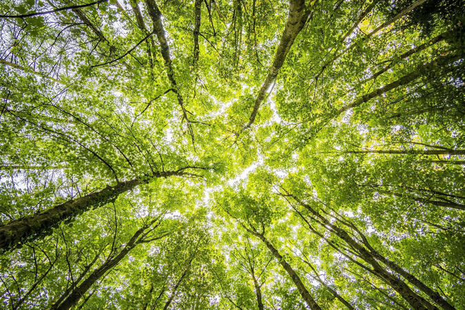 forest photography