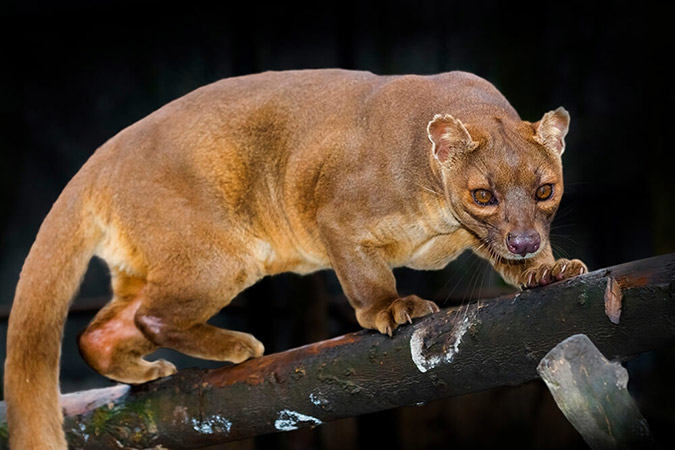fossa tail photo