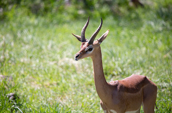 gerenuk photo