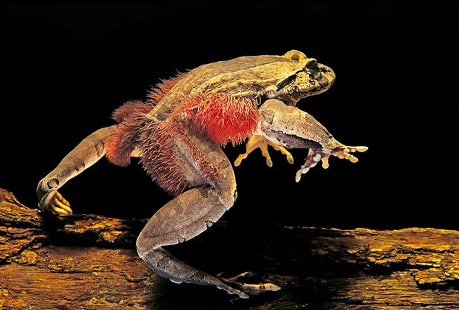 hairy frog photo