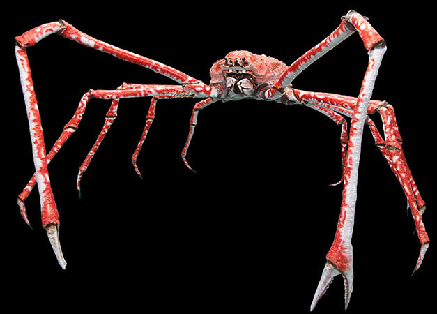japanese spider crab photo