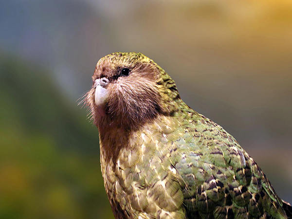 kakapo photo