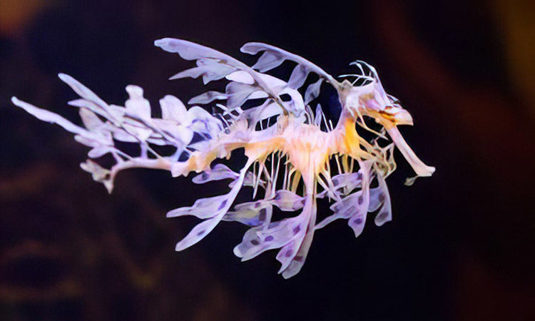 leafy sea dragon
