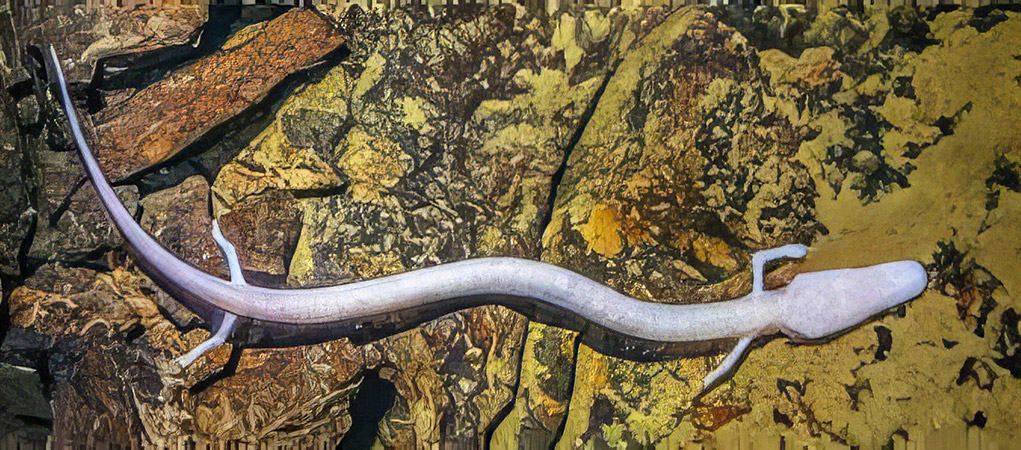 olm photo