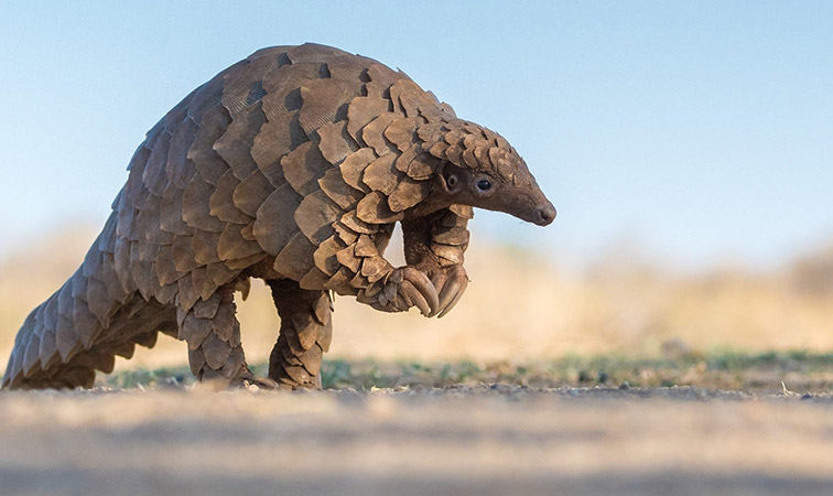 pangolin photo