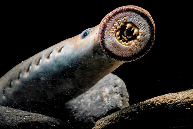lamprey fish photo