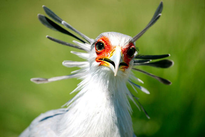 secretary bird photo