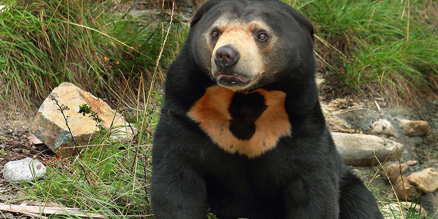 sun bear photo