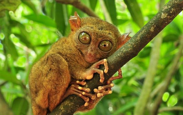 tarsier photo