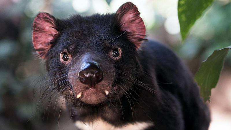 tasmanian devil photo