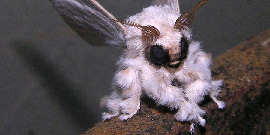 venezuelan-poodle-moth
