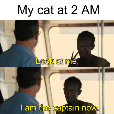 my cat at 2 am I am the captain meme