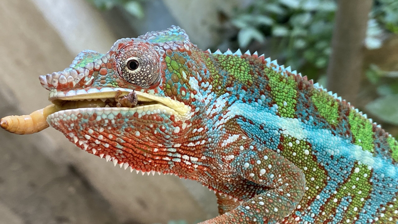 funny thanksgiving memes