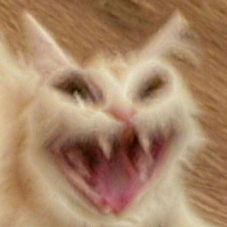 cat laugh meme