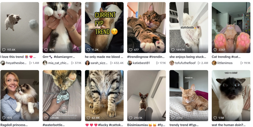 Katzen-Meme-Videos auf TikTok finden