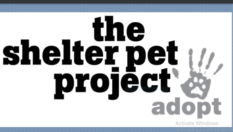 Enhance Your Shelter Pet Project and Pet Adoption Campaigns