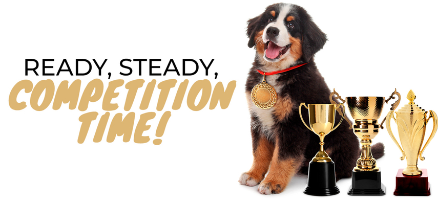 Unleashing Excellence: Dog Competitions and Pet Competitions