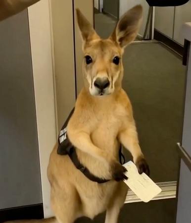 emotional support kangaroo
