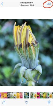 how to brighten photos-on iphone 1