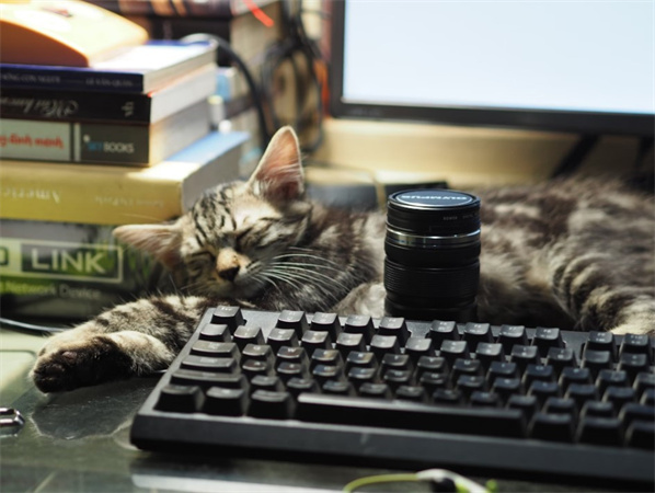 o que é tradução de ferramentas de gato