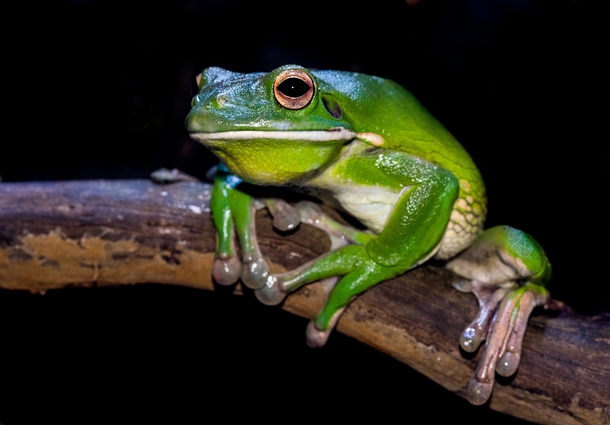 5 Ways to Discover Tree Frog Sound’s Mystery in 2025